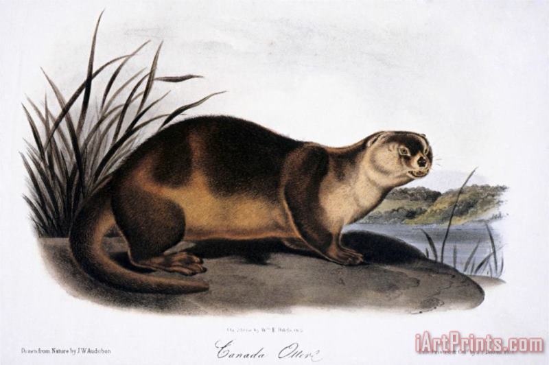 John James Audubon Canada Otter 1846 Art Painting