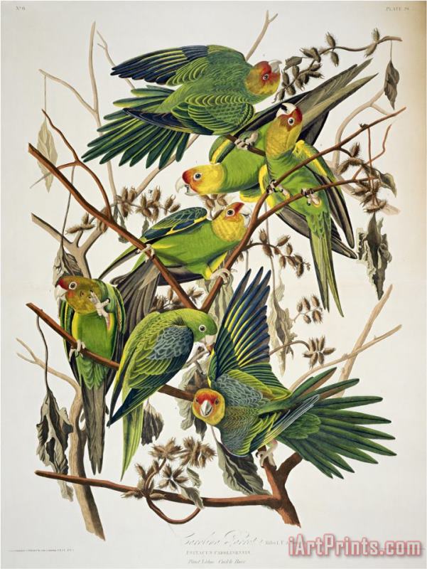 John James Audubon Carolina Parakeet From Birds of America 1829 Art Painting