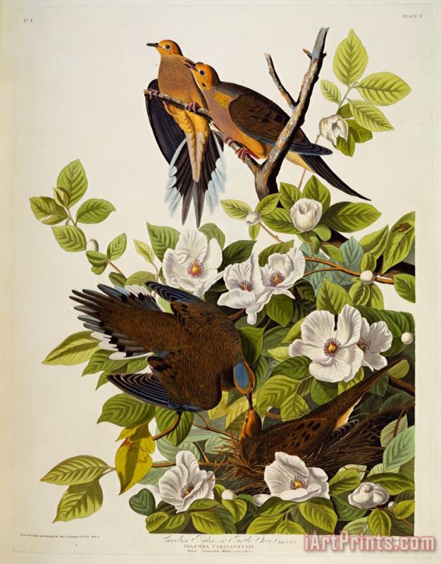 Carolina Turtledove painting - John James Audubon Carolina Turtledove Art Print