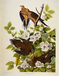 John James Audubon Carolina Turtledove