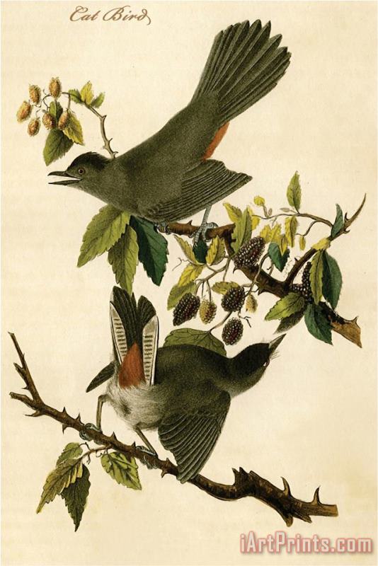 John James Audubon Cat Bird Art Print