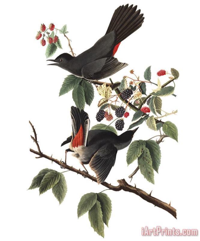 John James Audubon Cat Bird Art Print