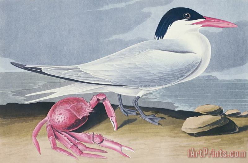 John James Audubon Cayenne Tern Art Print