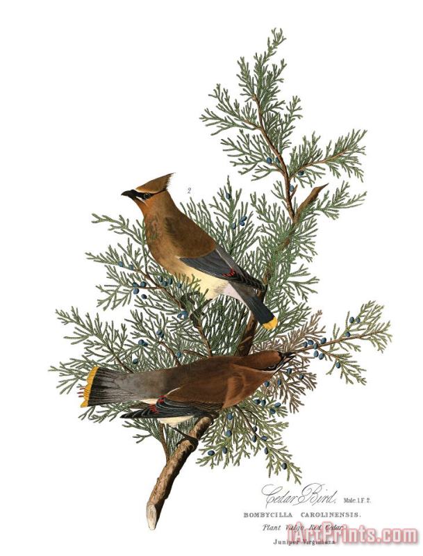 John James Audubon Cedar Bird Art Painting