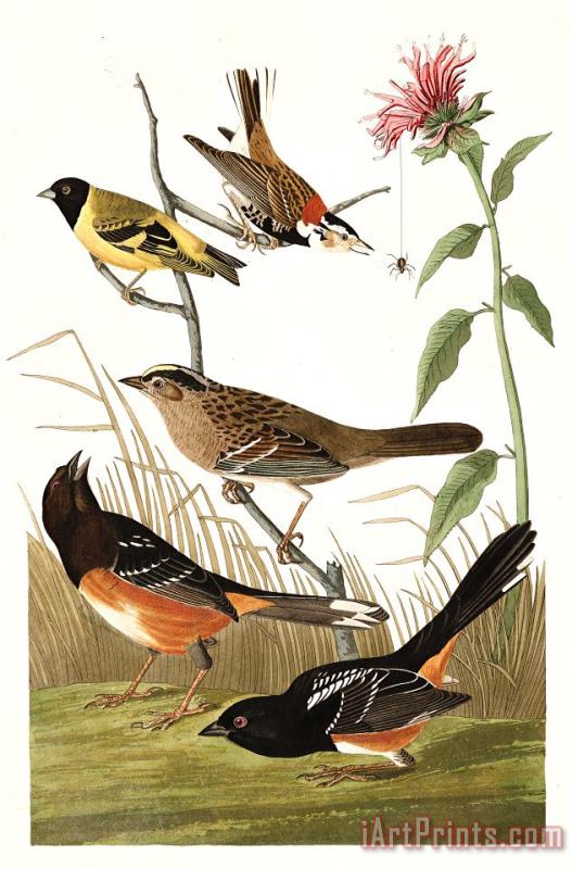 John James Audubon Chestnut Coloured Finch, Black Headed Siskin, Black Crown Bunting, Arctic Ground Finch Art Painting