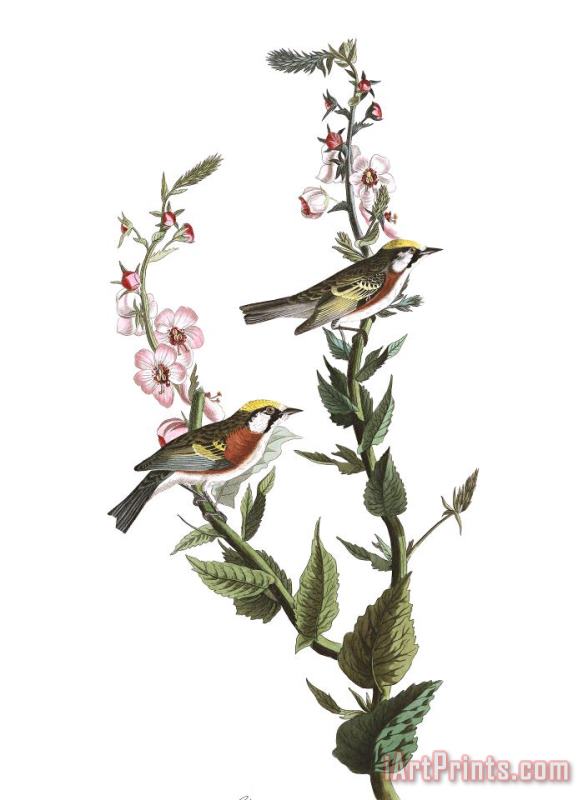 Chestnut Sided Warbler painting - John James Audubon Chestnut Sided Warbler Art Print