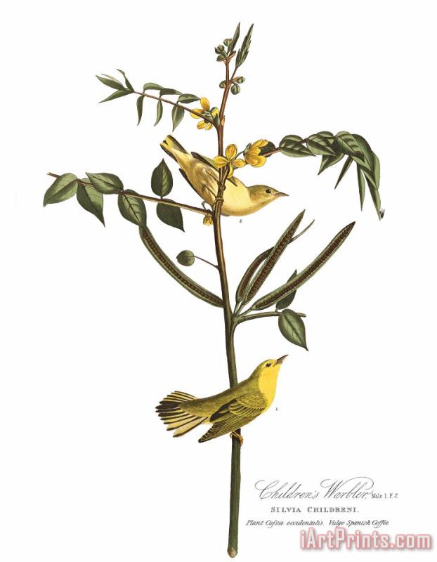 Children's Warbler painting - John James Audubon Children's Warbler Art Print