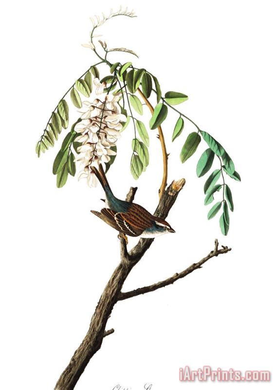 John James Audubon Chipping Sparrow Art Print