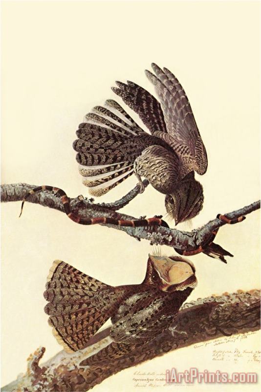 John James Audubon Chuck Wills Willow Art Print