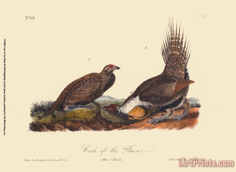 John James Audubon Cock of The Plains Art Painting