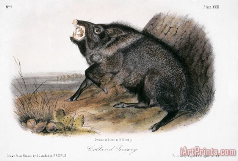 Collared Peccary 1846 painting - John James Audubon Collared Peccary 1846 Art Print
