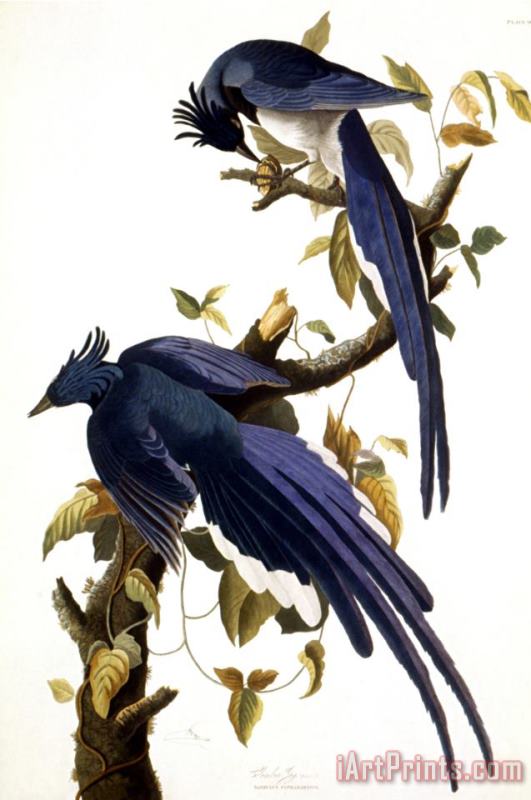 John James Audubon Columbia Jay 1830 Art Print