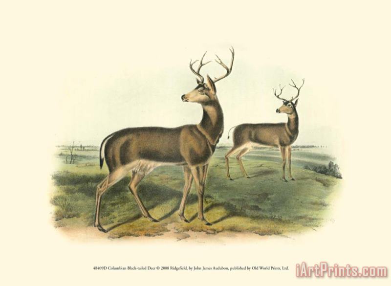 Columbian Black Tailed Deer painting - John James Audubon Columbian Black Tailed Deer Art Print