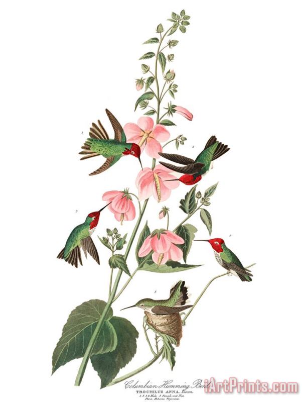 John James Audubon Columbian Humming Bird Art Print