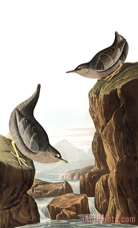 John James Audubon Columbian Water Ouzel, Or Arctic Water Ouzel Art Print
