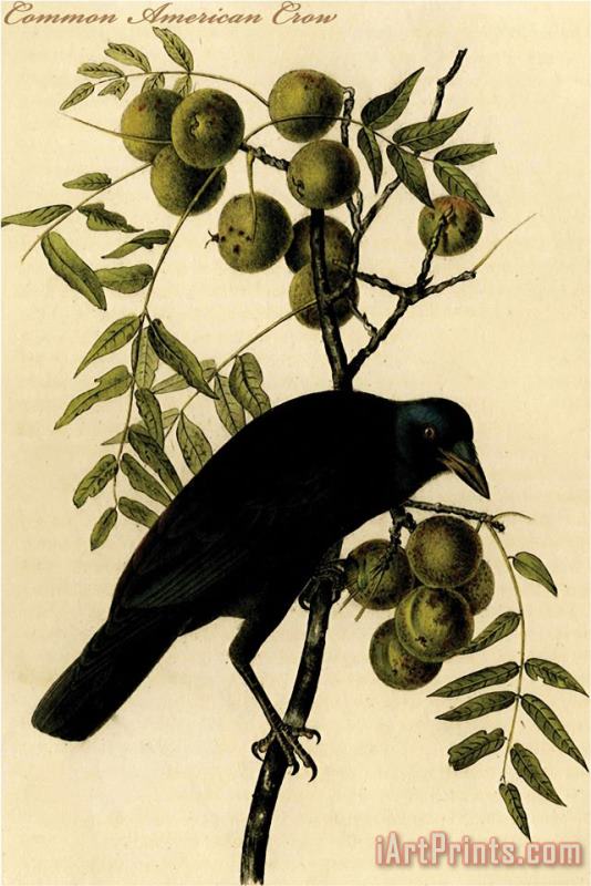 Common American Crow painting - John James Audubon Common American Crow Art Print