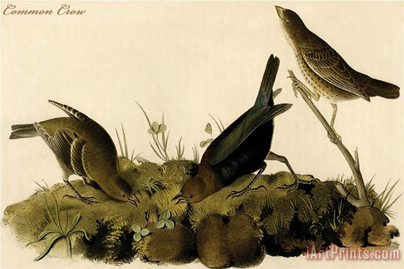 John James Audubon Common Crow Art Print