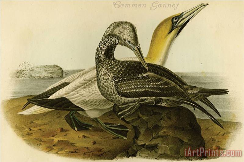 Common Gannet painting - John James Audubon Common Gannet Art Print
