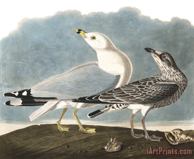 John James Audubon Common Gull Art Painting