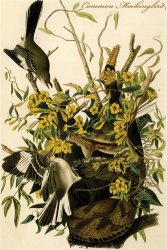 John James Audubon Common Mockingbird