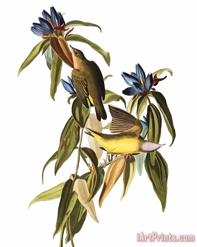 Connecticut Warbler painting - John James Audubon Connecticut Warbler Art Print