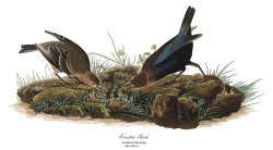 John James Audubon Cow Pen Bird painting