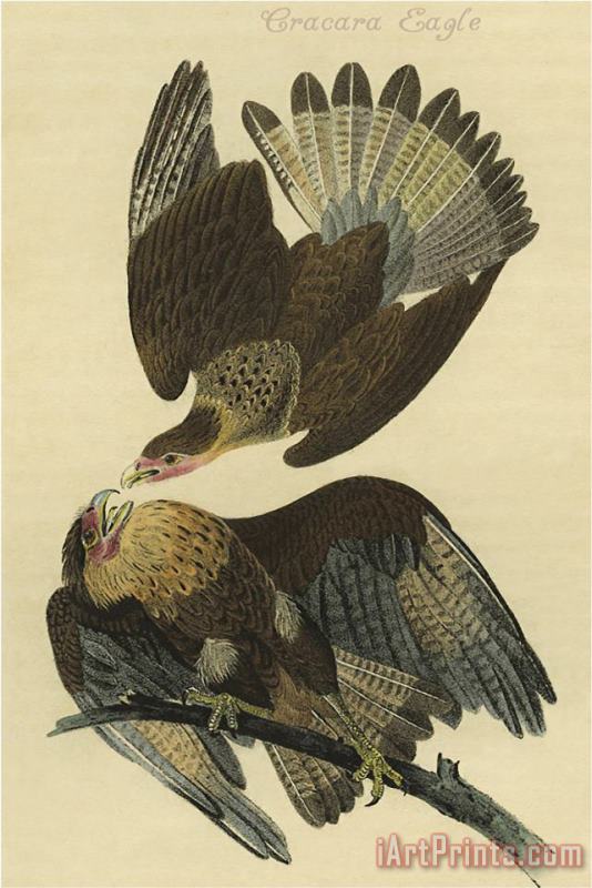 John James Audubon Cracara Eagle Art Painting