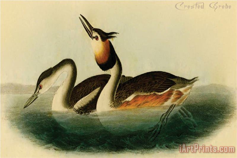 Crested Grebe painting - John James Audubon Crested Grebe Art Print