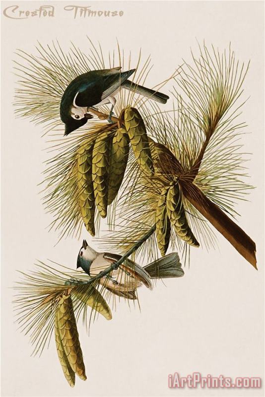 John James Audubon Crested Titmouse Art Painting