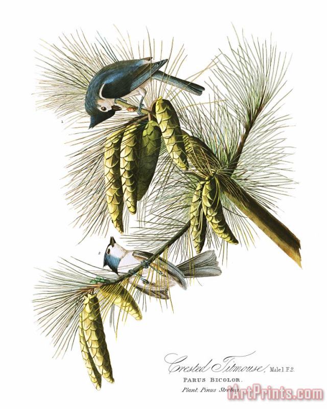 Crested Titmouse painting - John James Audubon Crested Titmouse Art Print