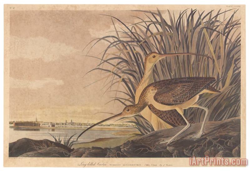 Curlew painting - John James Audubon Curlew Art Print
