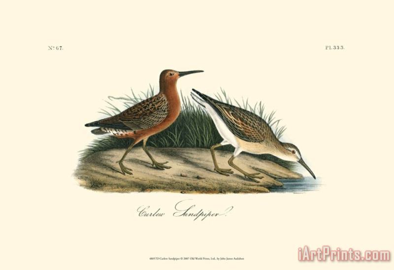 John James Audubon Curlew Sandpiper Art Print