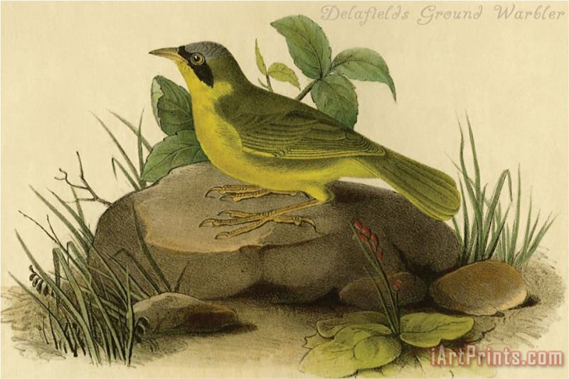 Delafields Ground Warbler painting - John James Audubon Delafields Ground Warbler Art Print