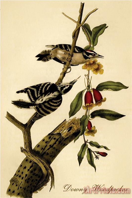 Downy Woodpecker painting - John James Audubon Downy Woodpecker Art Print
