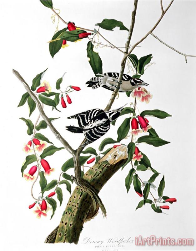 John James Audubon Downy Woodpecker From Birds of America Art Print