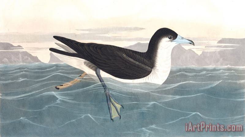 John James Audubon Dusky Petrel Art Print