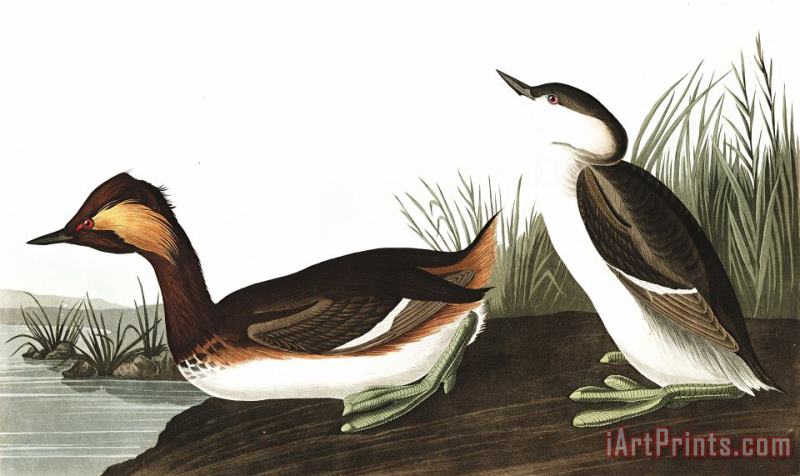John James Audubon Eared Grebe Art Painting