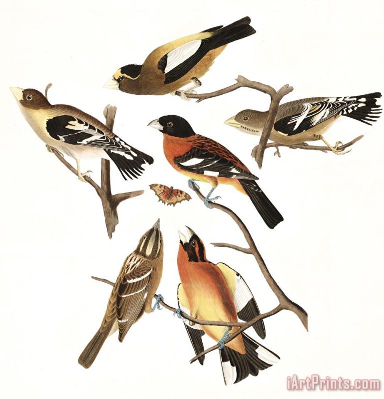 John James Audubon Evening Grosbeak, Or Spotted Grosbeak Art Print