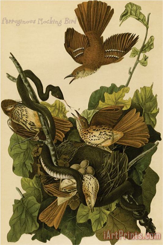 John James Audubon Ferruginous Mocking Bird Art Painting