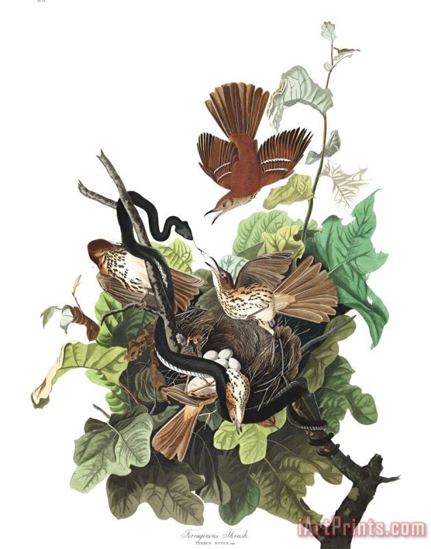 John James Audubon Ferruginous Thrush Art Print