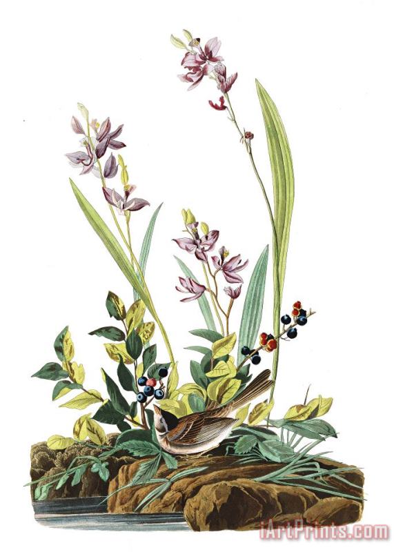 John James Audubon Field Sparrow Art Painting