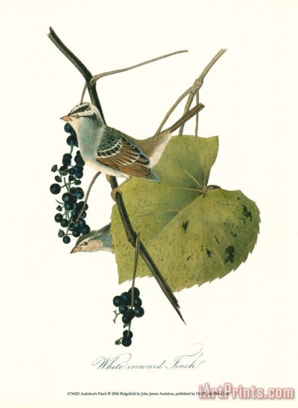 John James Audubon Finch Art Print