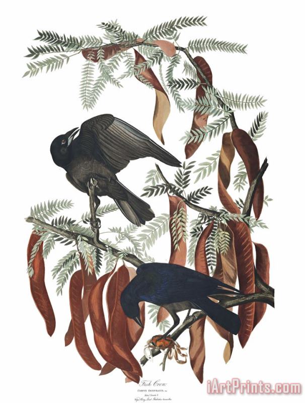 Fish Crow painting - John James Audubon Fish Crow Art Print