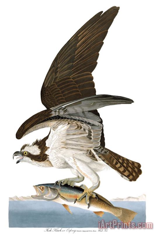 John James Audubon Fish Hawk, Or Osprey Art Painting