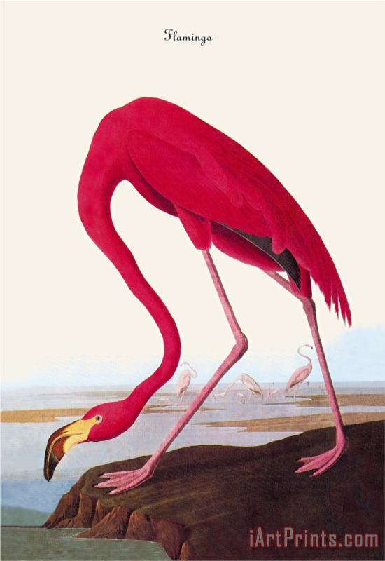 Flamingo painting - John James Audubon Flamingo Art Print