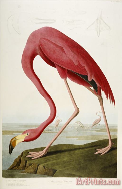 John James Audubon Flamingo Drinking at Water's Edge Art Print