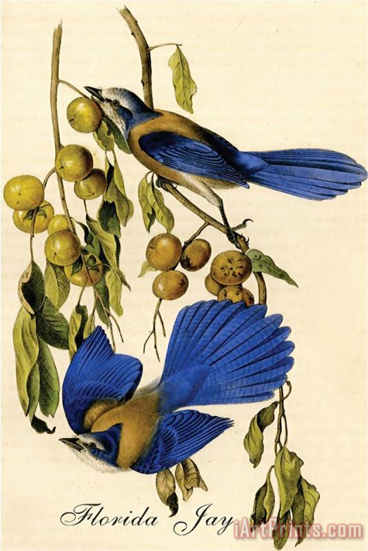 Florida Jay painting - John James Audubon Florida Jay Art Print