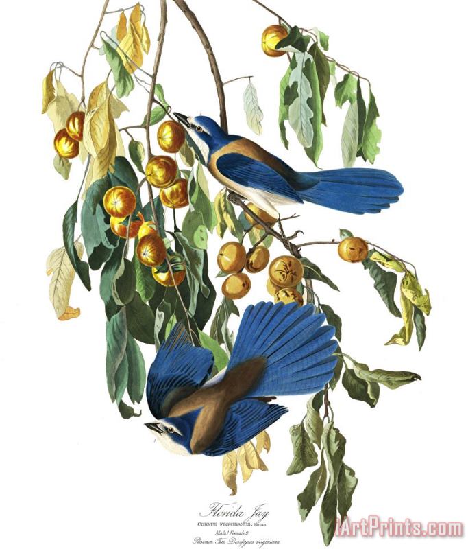 Florida Jay painting - John James Audubon Florida Jay Art Print