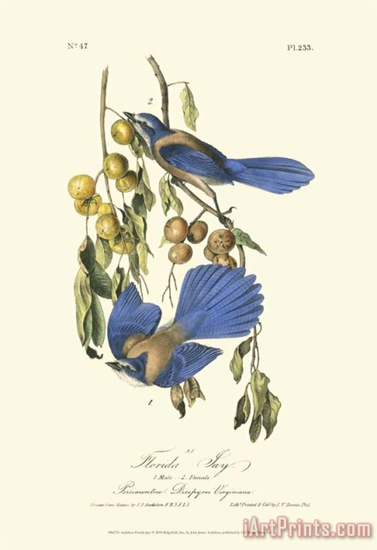 Florida Jays painting - John James Audubon Florida Jays Art Print