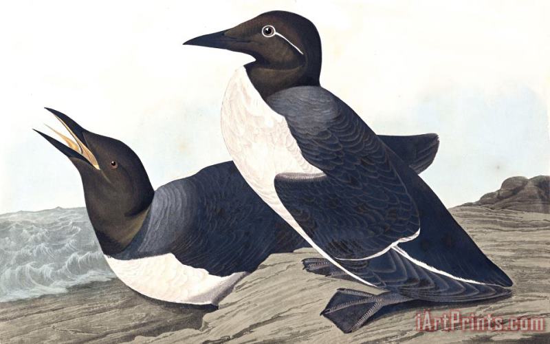 Foolish Guillemot painting - John James Audubon Foolish Guillemot Art Print